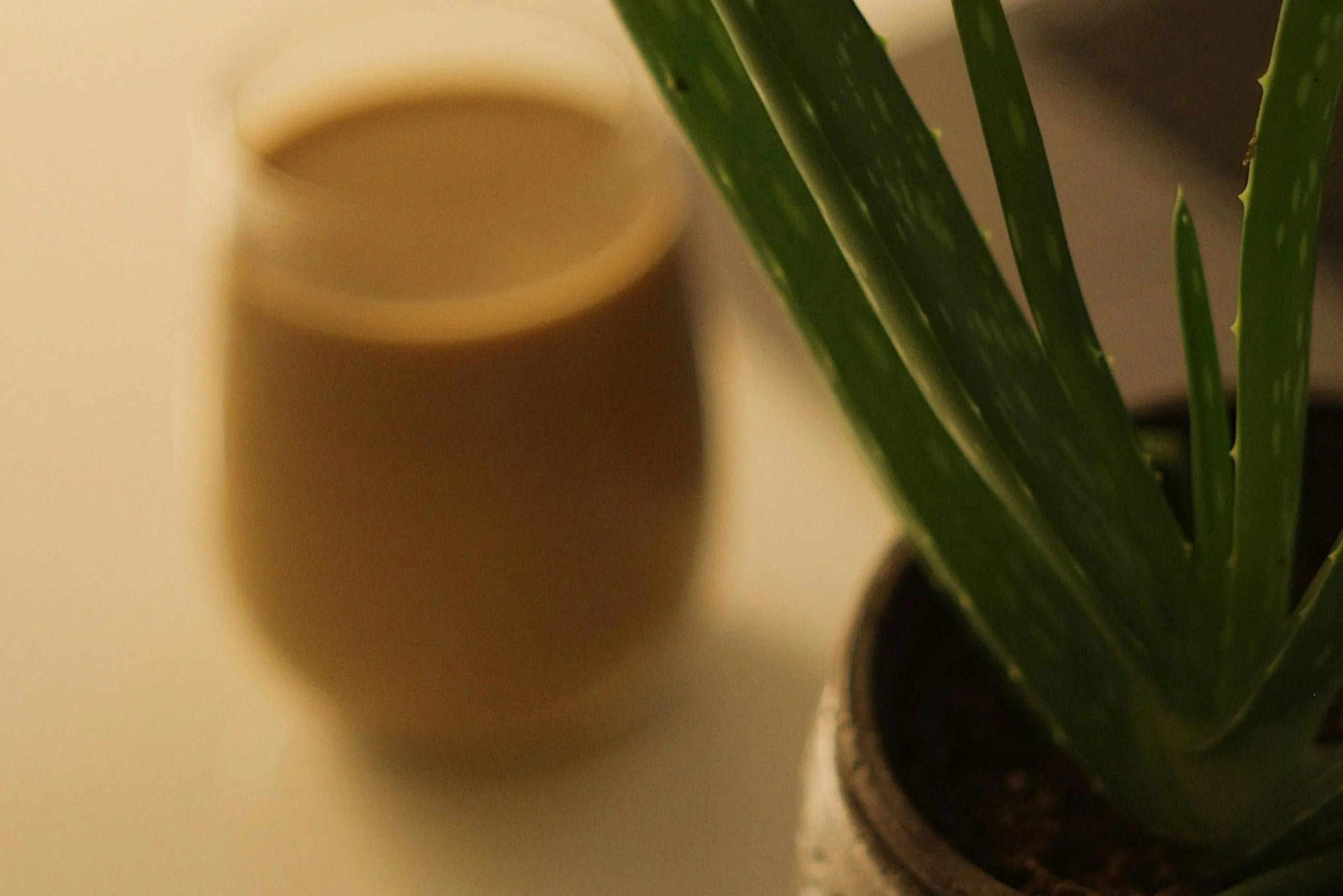 aloe vera plant closeup