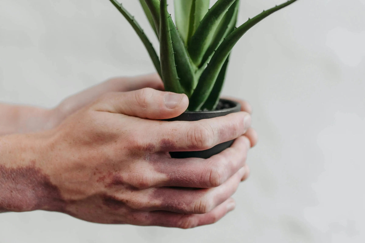 person holding an aloe plant