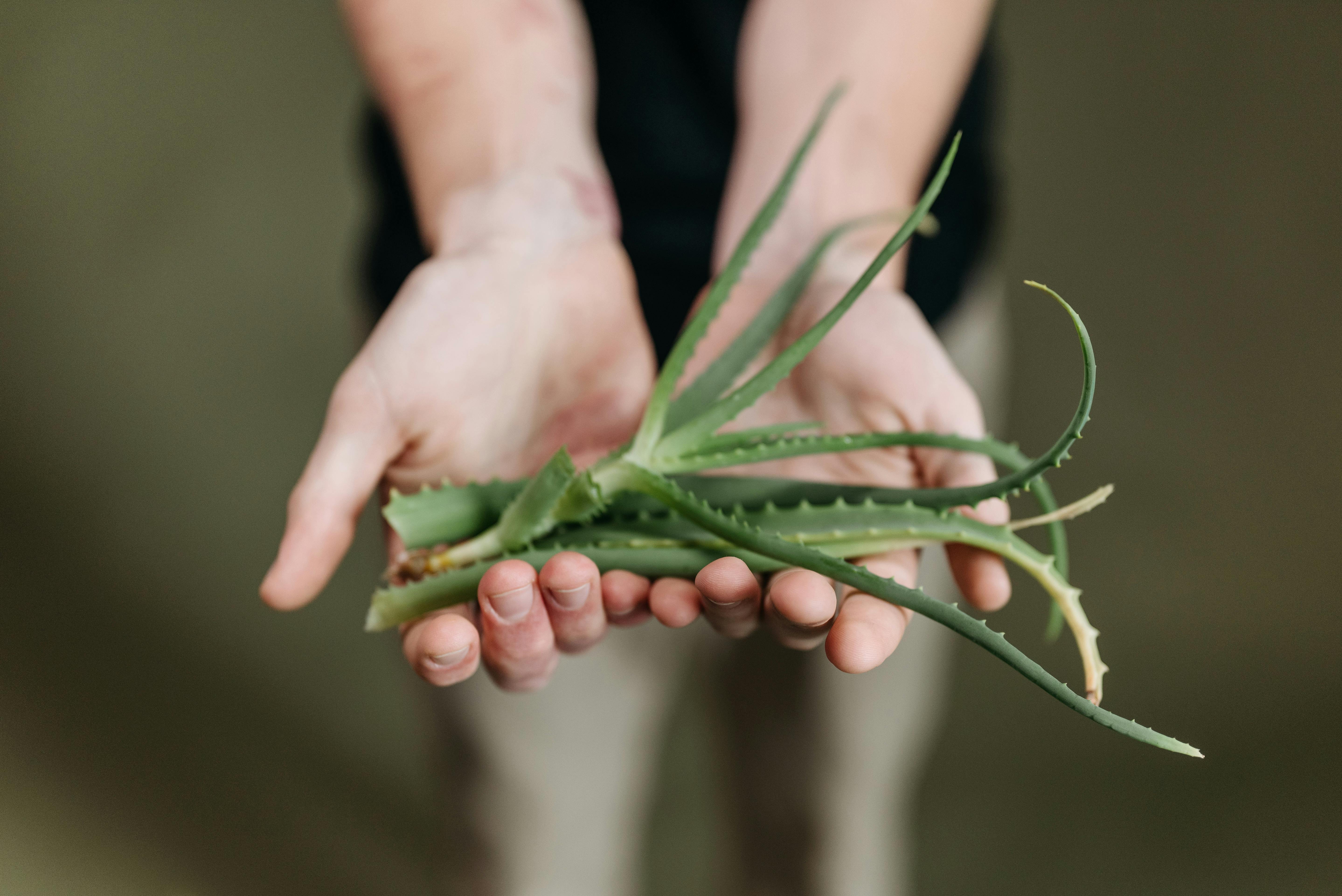 Hands holding a bundle of green aloe vera leaves against a blurred background