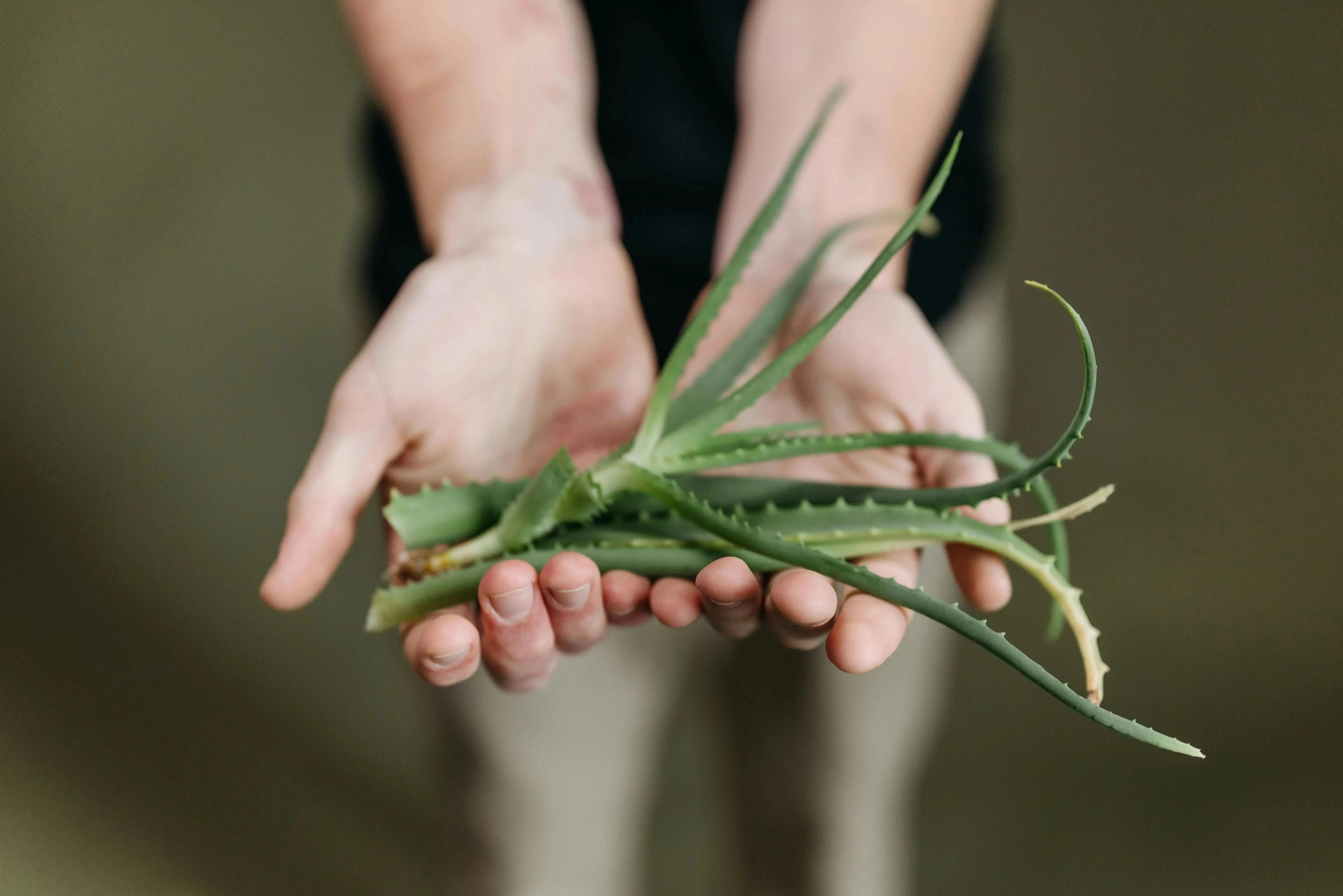 a person holding an aloe