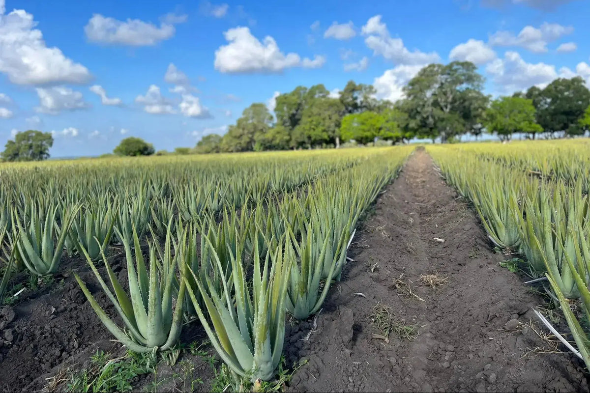 aloe garden with sunny weather
