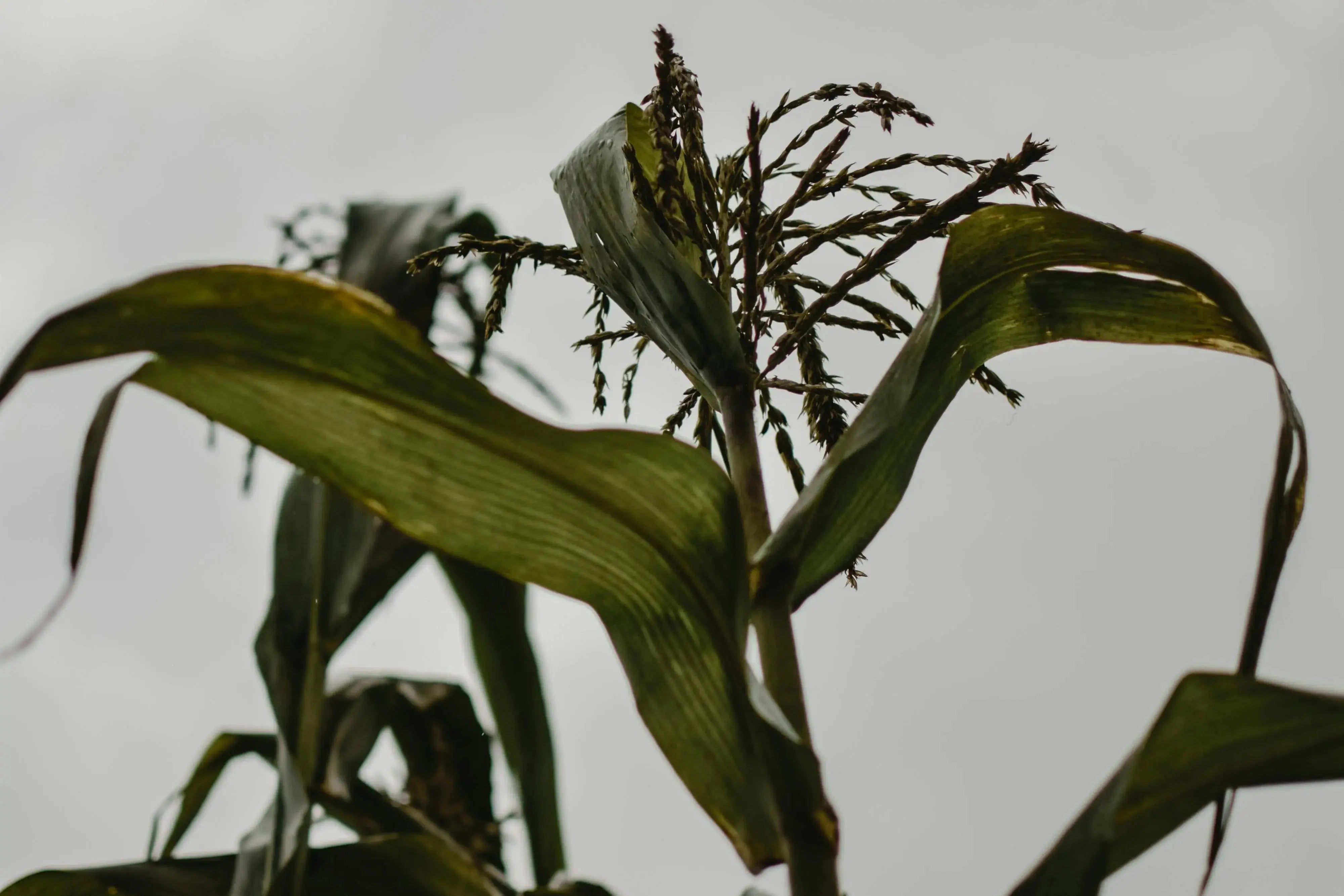 corn leaf